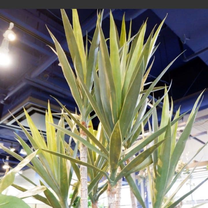 光触媒　人工観葉植物　ウォールグリーン　フェイクグリーン　ユッカツリーgj