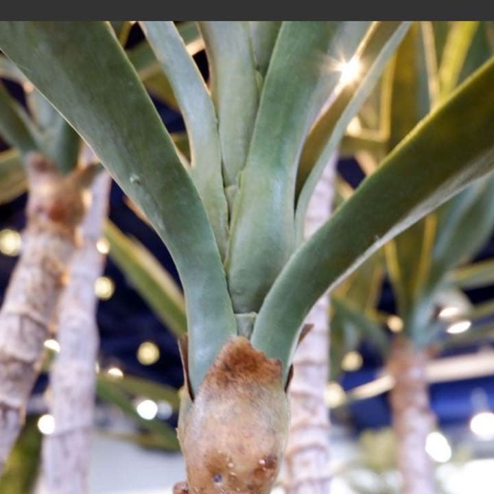 光触媒　人工観葉植物　ウォールグリーン　フェイクグリーン　ユッカツリーgj