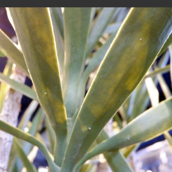 光触媒　人工観葉植物　ウォールグリーン　フェイクグリーン　ユッカツリーgj