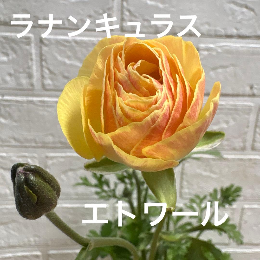現品】Fレア♡ラナンキュラス♡エトワール♡花苗うえた♡3.5号