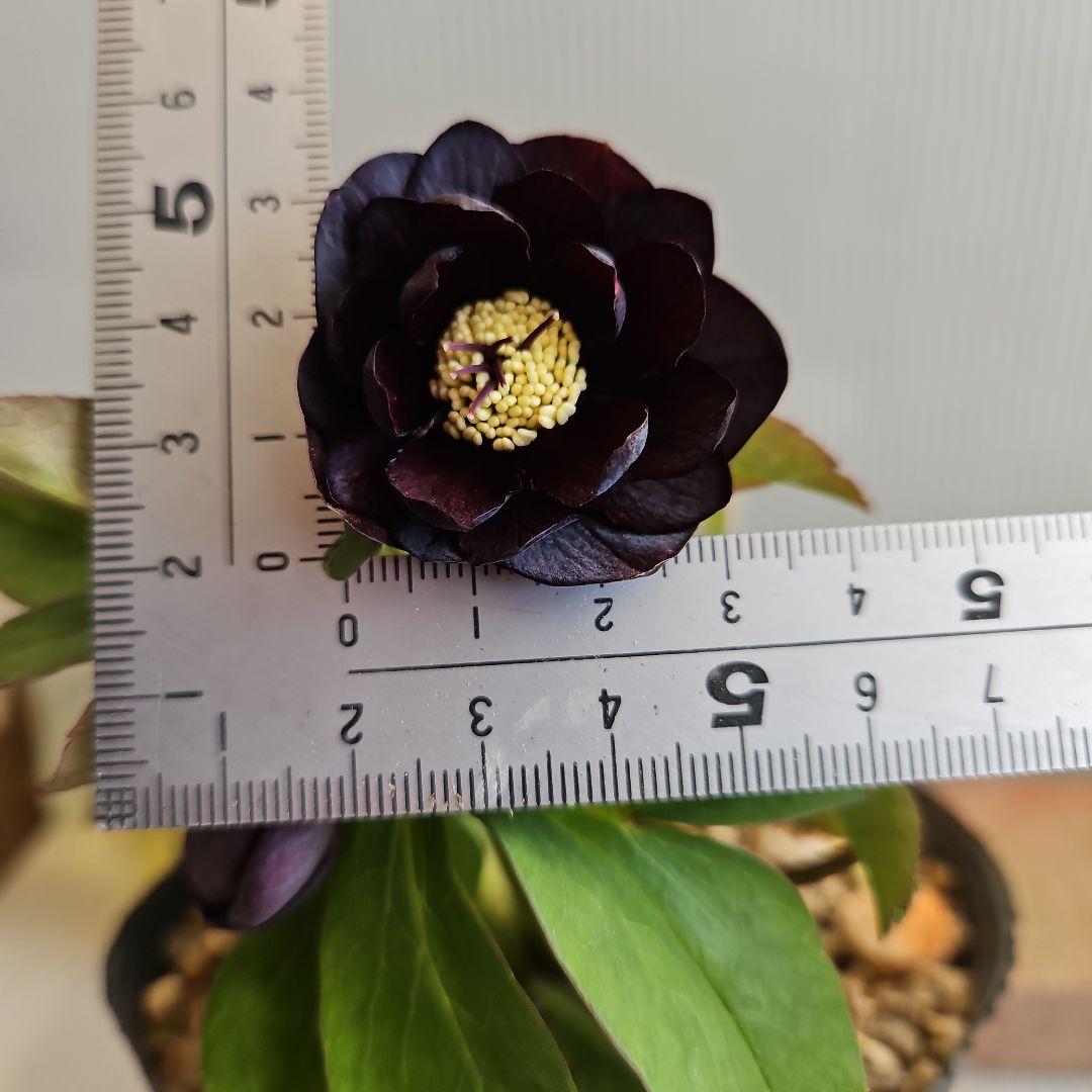 ゆき様ご購入苗㉖-423クリスマスローズ