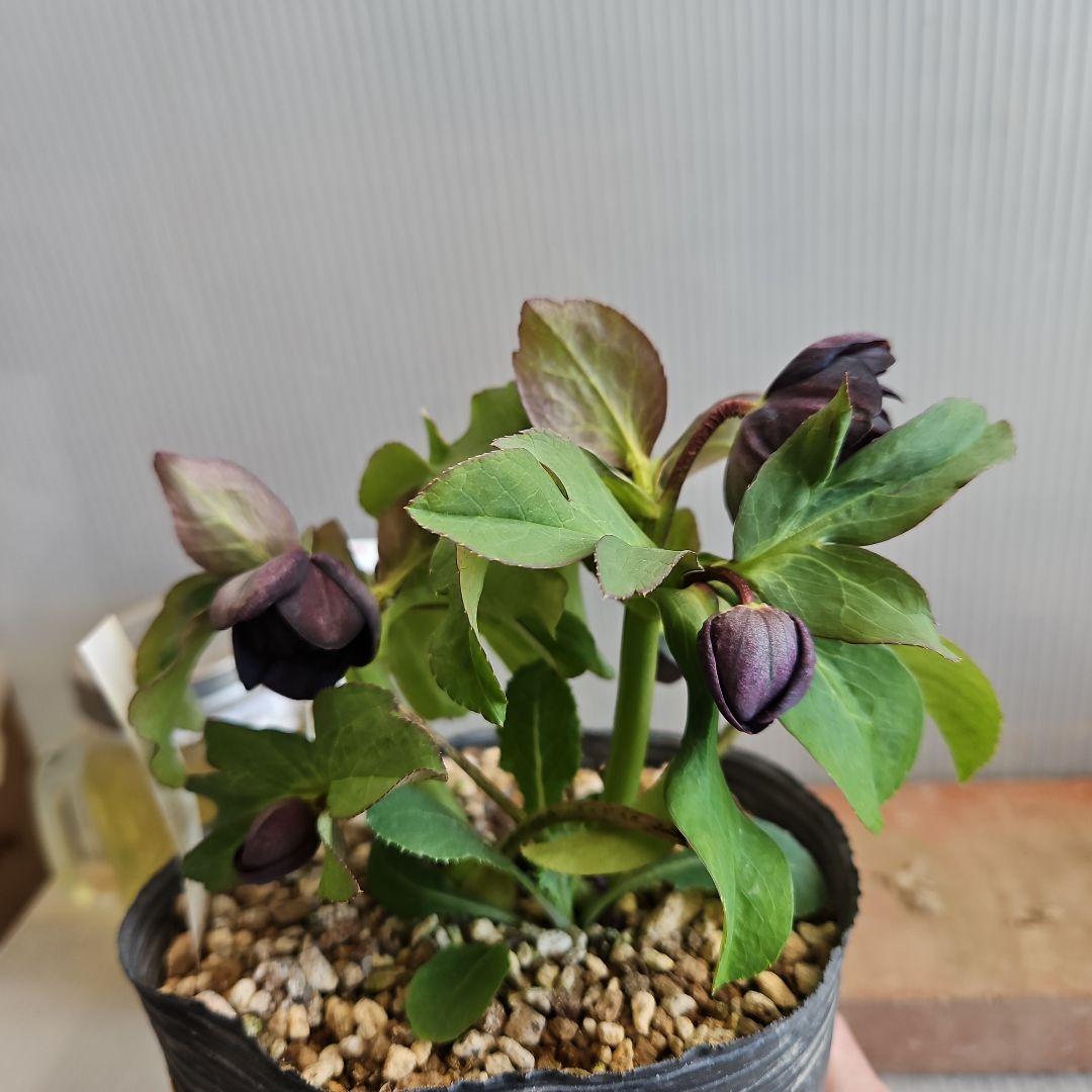 ゆき様ご購入苗㉖-423クリスマスローズ