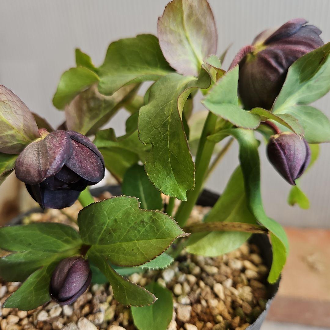 ゆき様ご購入苗㉖-423クリスマスローズ