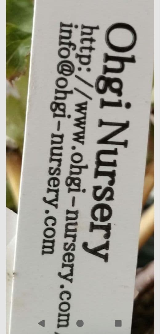 クリスマスローズ sdヒデコート 原種 交配 大木ナーサリー 宿根 バラ