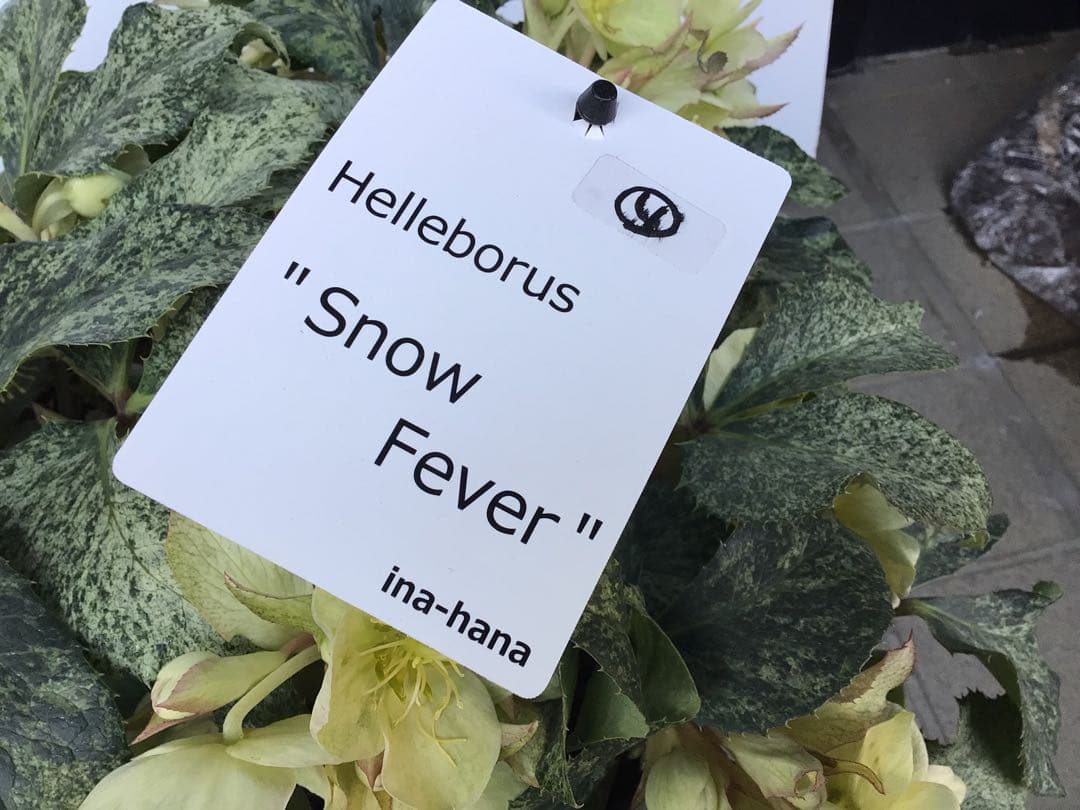 ④ お値下げ品‼︎ 斑入りの葉が美しい5年物のクリスマスローズ・スノーフィーバー