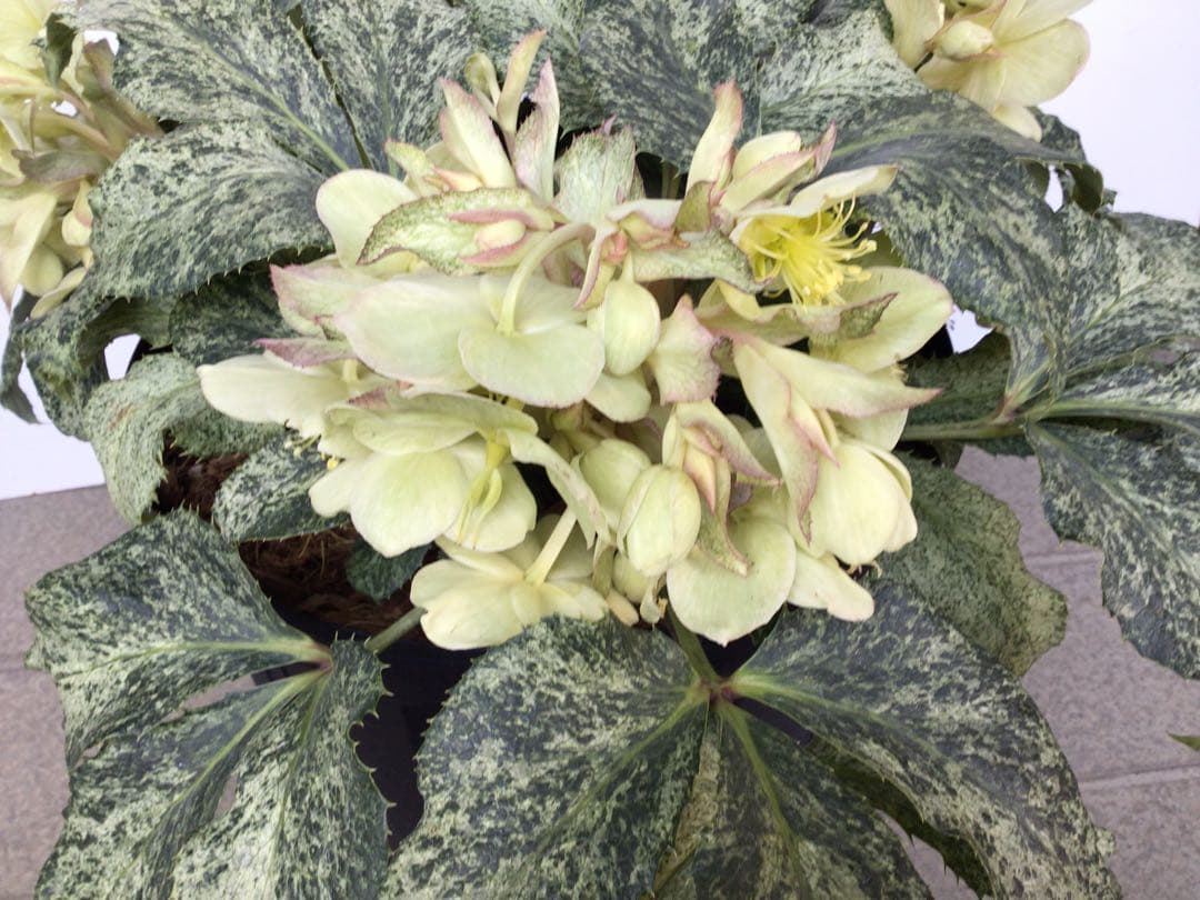④ お値下げ品‼︎ 斑入りの葉が美しい5年物のクリスマスローズ・スノーフィーバー