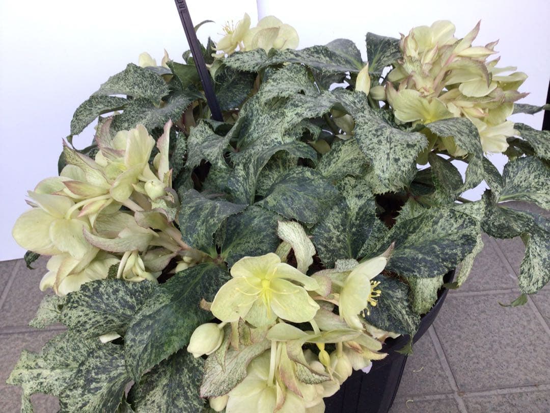 ④ お値下げ品‼︎ 斑入りの葉が美しい5年物のクリスマスローズ・スノーフィーバー