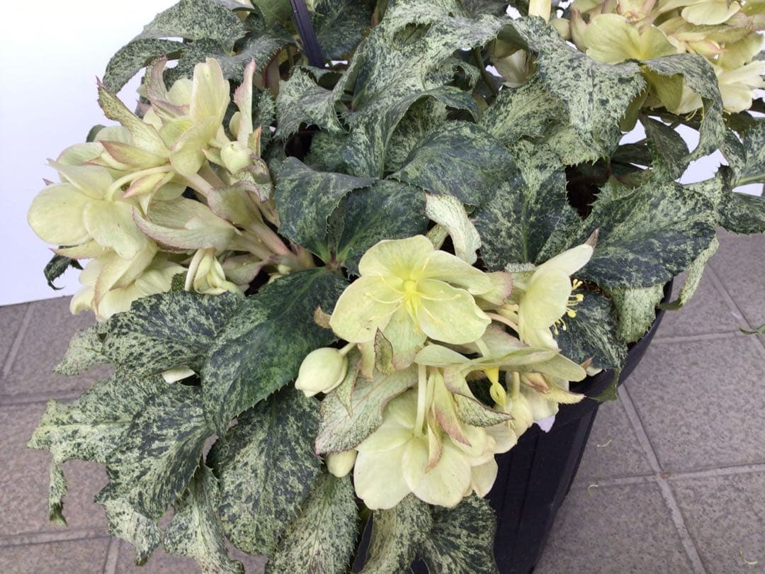 ④ お値下げ品‼︎ 斑入りの葉が美しい5年物のクリスマスローズ・スノーフィーバー