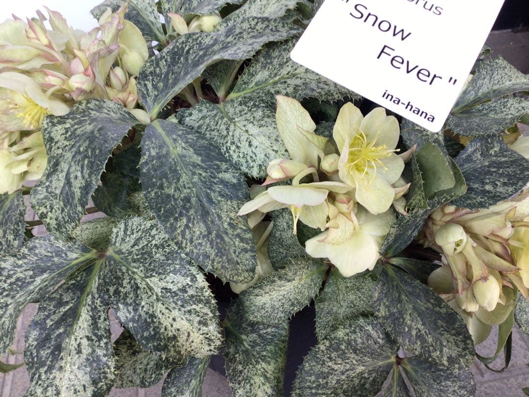 ④ お値下げ品‼︎ 斑入りの葉が美しい5年物のクリスマスローズ・スノーフィーバー
