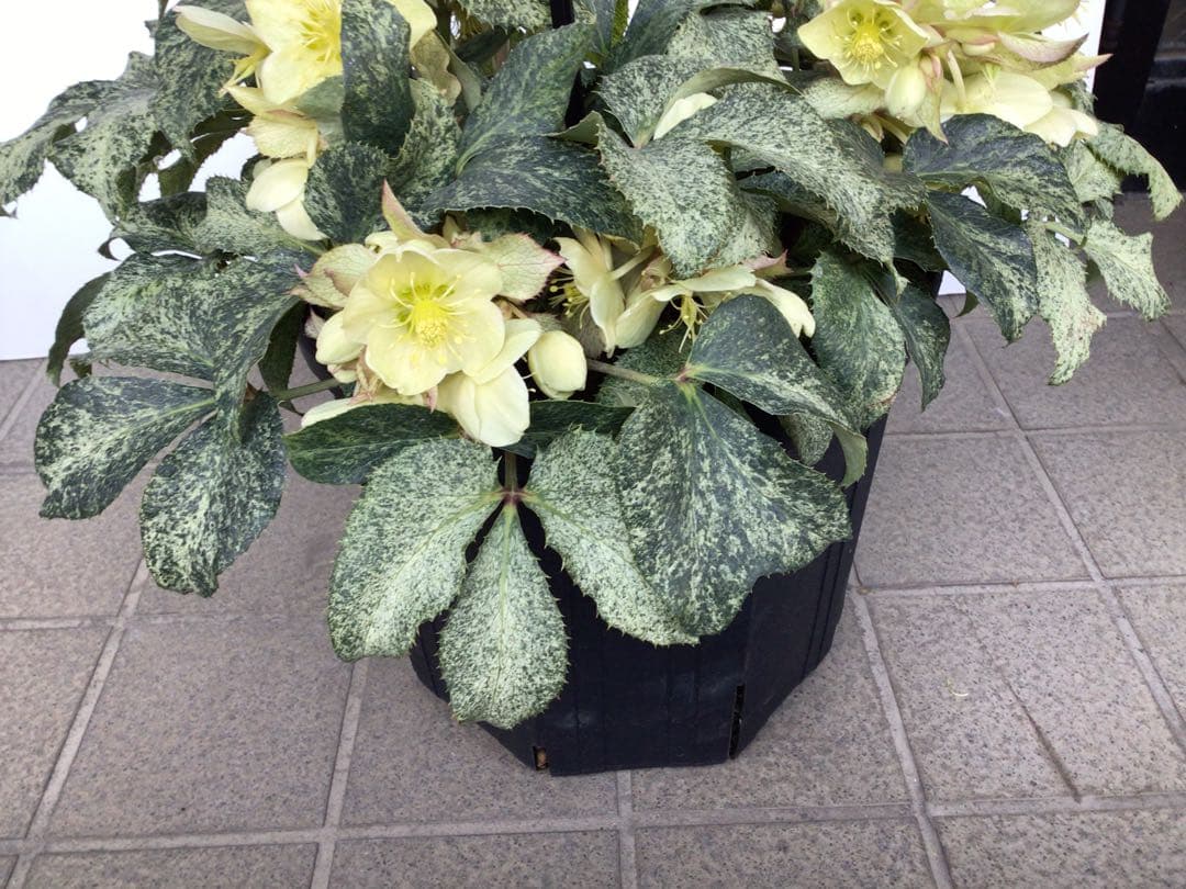 ④ お値下げ品‼︎ 斑入りの葉が美しい5年物のクリスマスローズ・スノーフィーバー