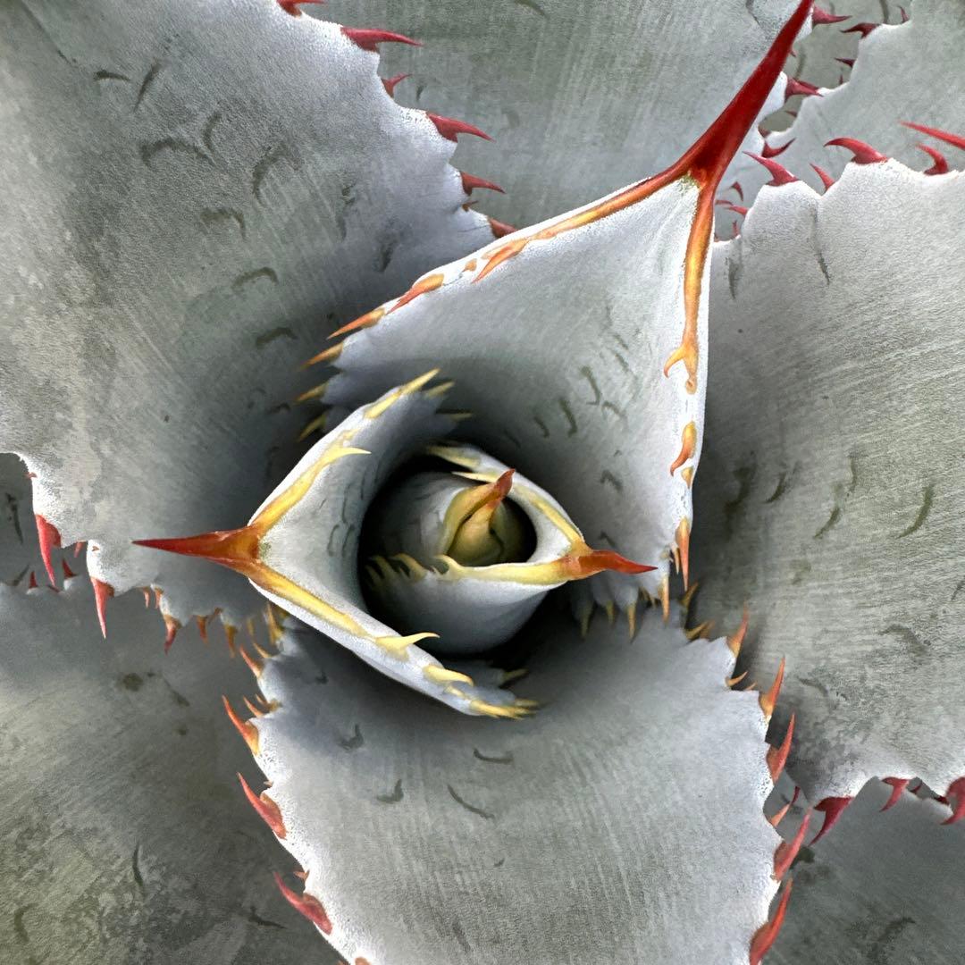 アガベ グアダラハラナ 50cm以上 大株 - メルカリ