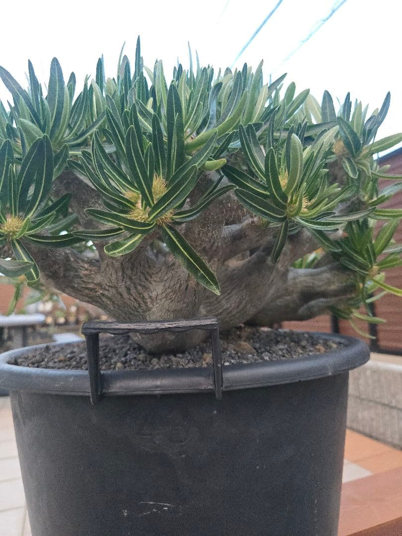 最高峰 パキポディウム イノピーナーツム 現地株