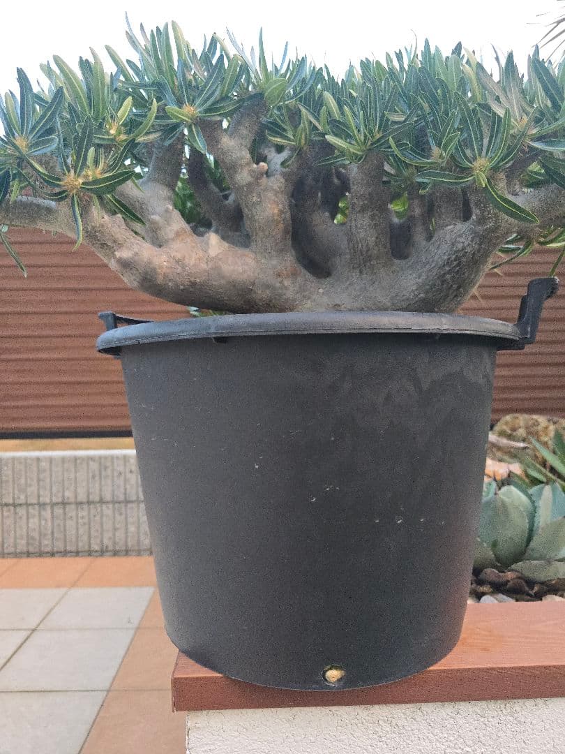 最高峰 パキポディウム イノピーナーツム 現地株