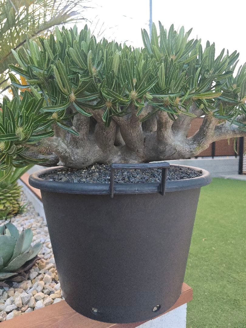 最高峰 パキポディウム イノピーナーツム 現地株