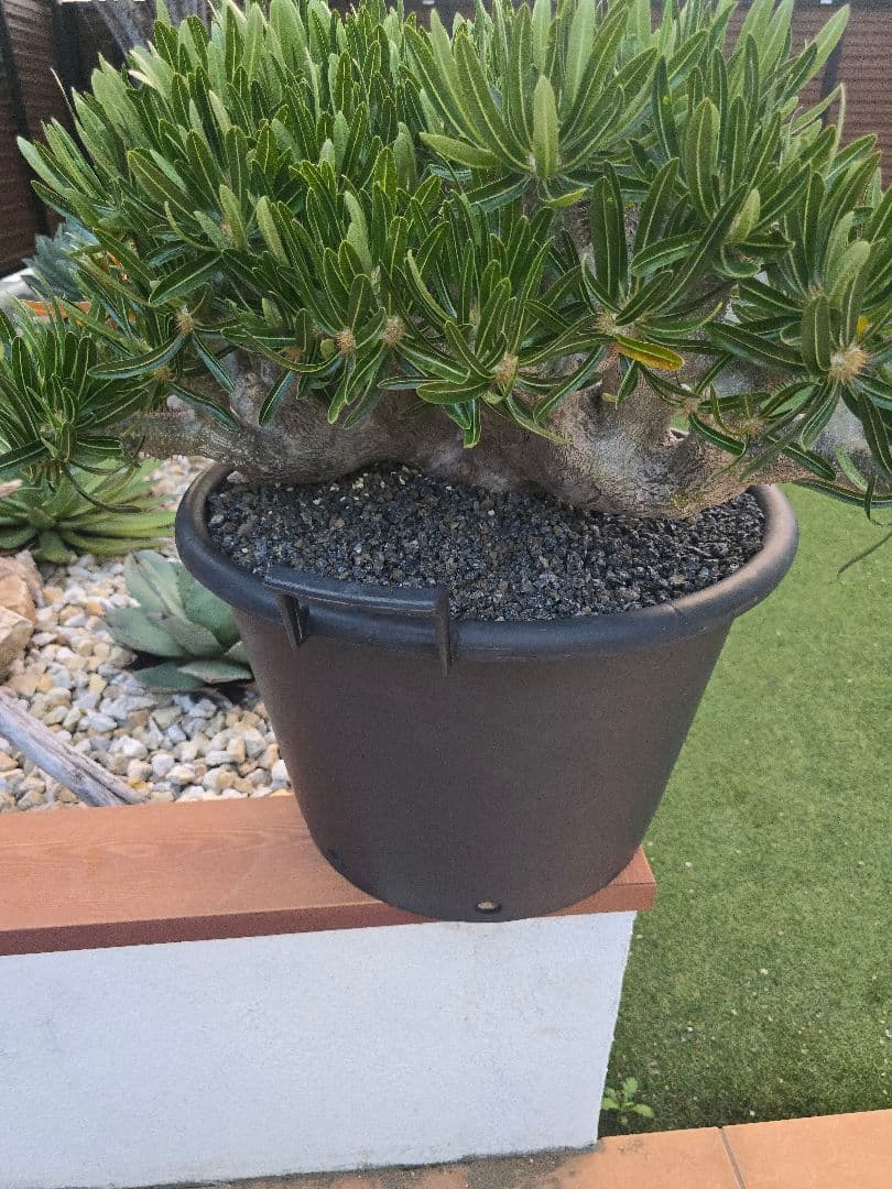 最高峰 パキポディウム イノピーナーツム 現地株