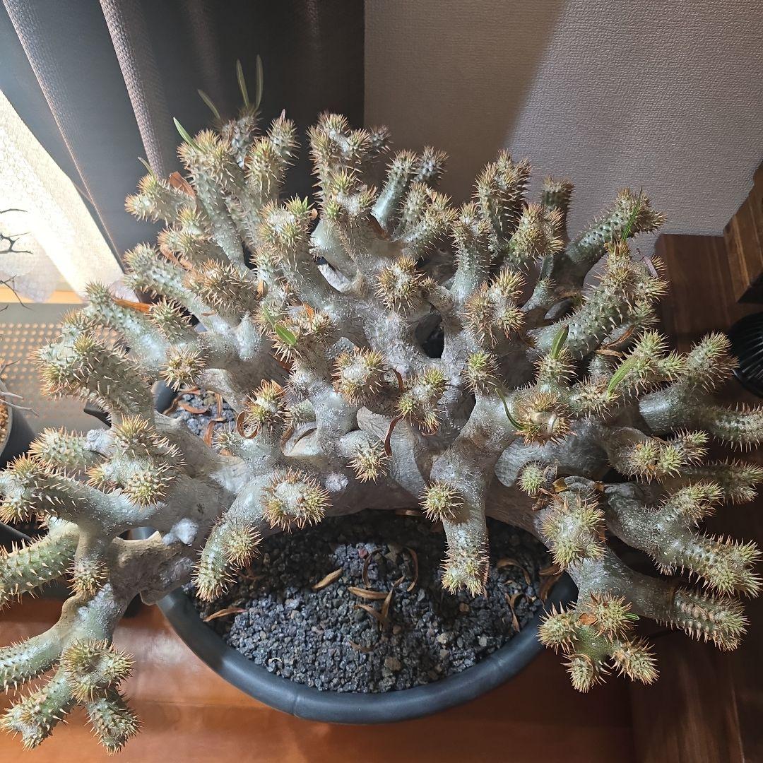 最高峰 パキポディウム イノピーナーツム 現地株