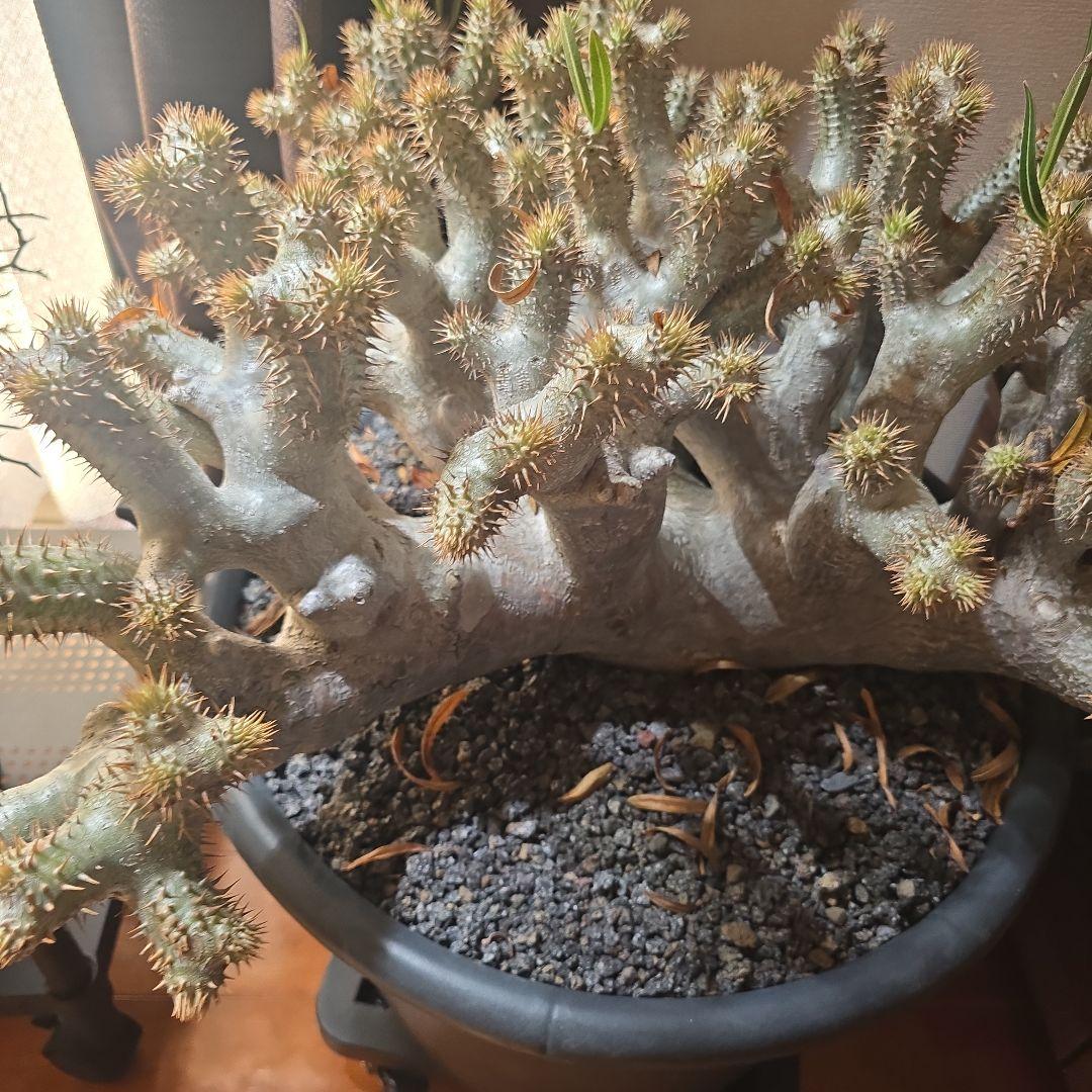 最高峰 パキポディウム イノピーナーツム 現地株