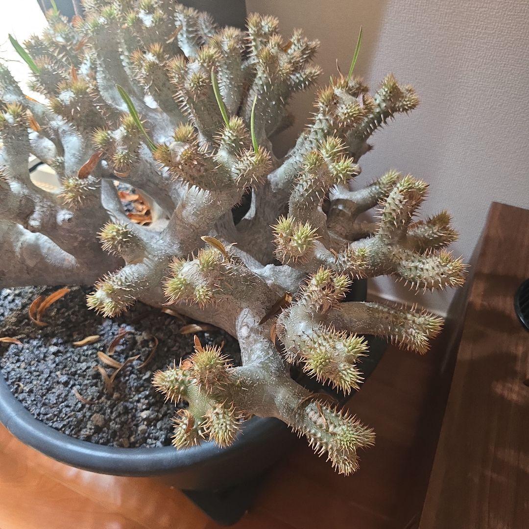 最高峰 パキポディウム イノピーナーツム 現地株