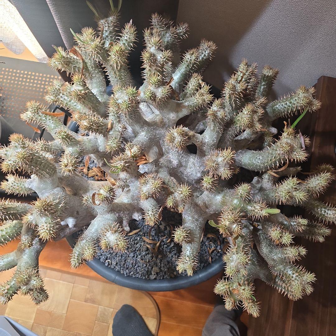 最高峰 パキポディウム イノピーナーツム 現地株