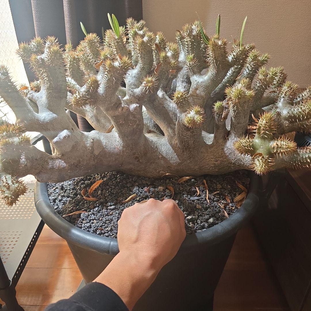 最高峰 パキポディウム イノピーナーツム 現地株