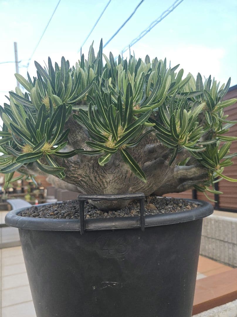 最高峰 パキポディウム イノピーナーツム 現地株