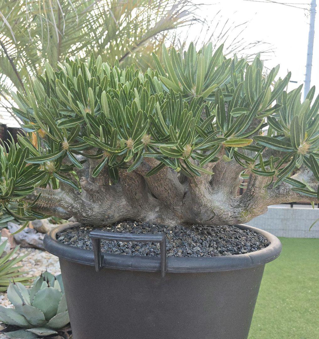 最高峰 パキポディウム イノピーナーツム 現地株