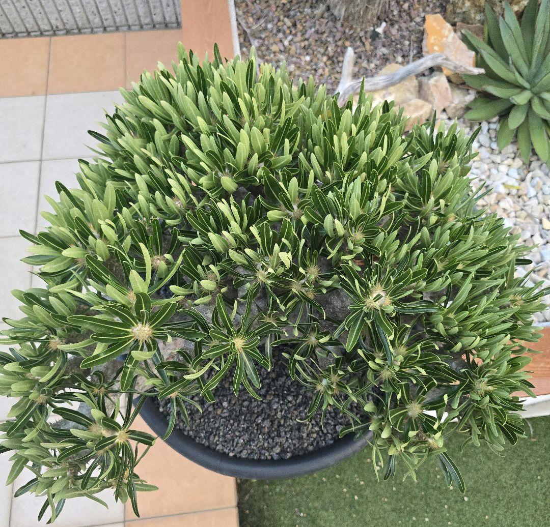 最高峰 パキポディウム イノピーナーツム 現地株