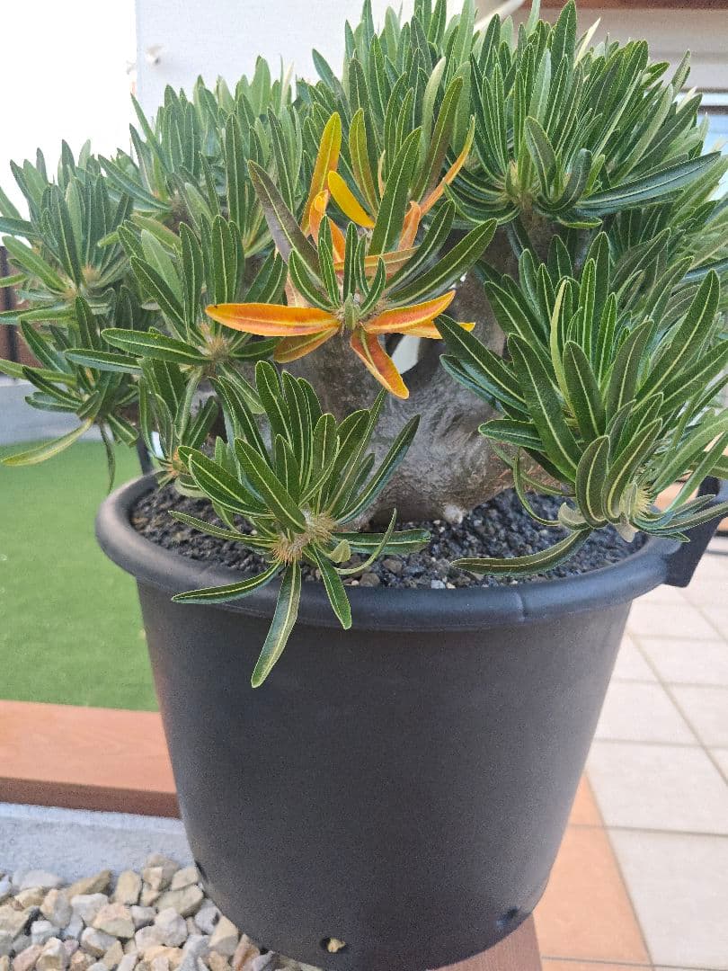 最高峰 パキポディウム イノピーナーツム 現地株