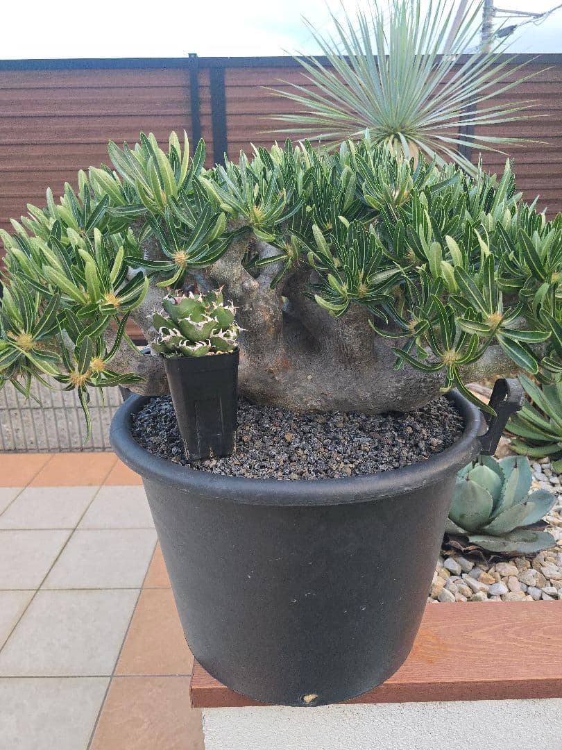 最高峰 パキポディウム イノピーナーツム 現地株