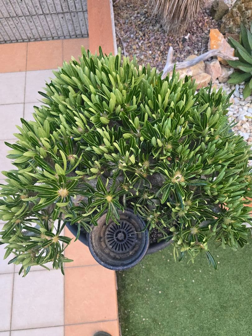 最高峰 パキポディウム イノピーナーツム 現地株