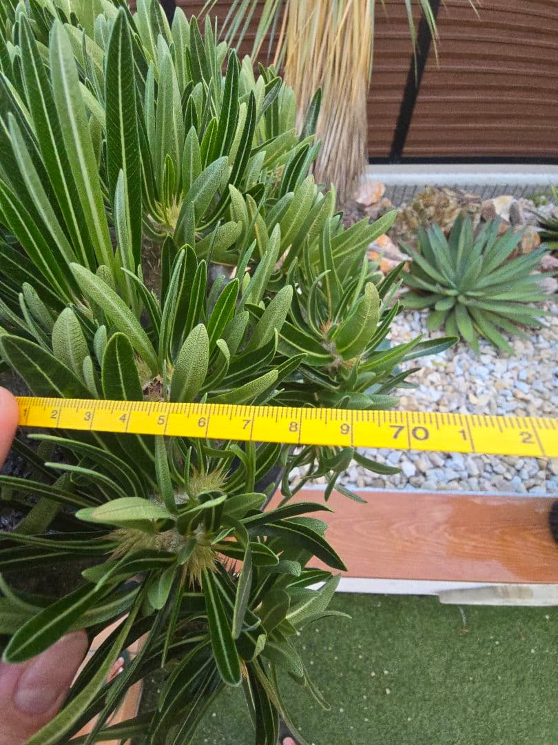 最高峰 パキポディウム イノピーナーツム 現地株