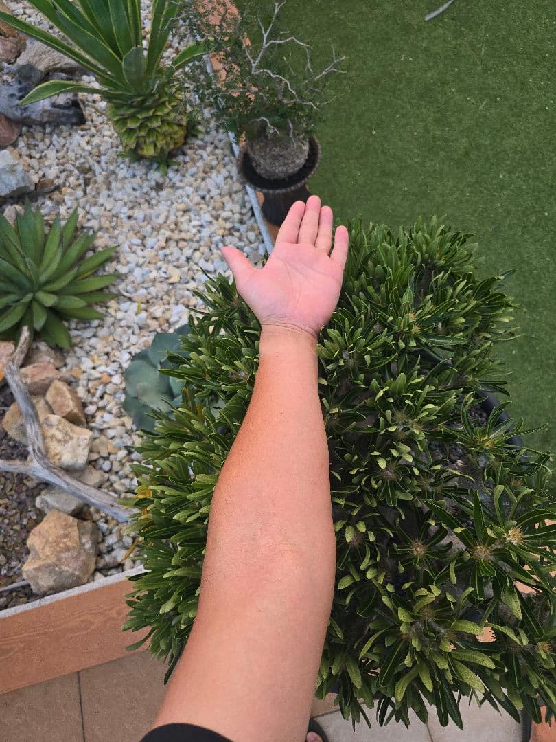 最高峰 パキポディウム イノピーナーツム 現地株