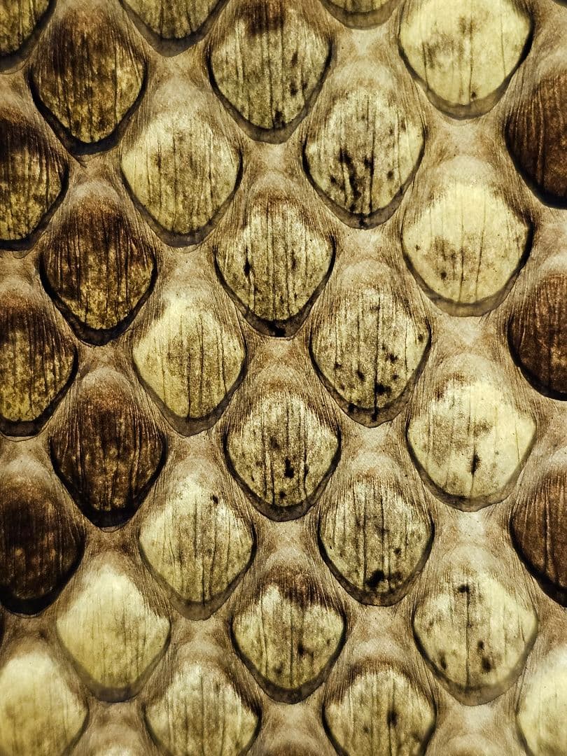 沖縄 三線　蛇皮 ソフトケース、ツメ付き 強化