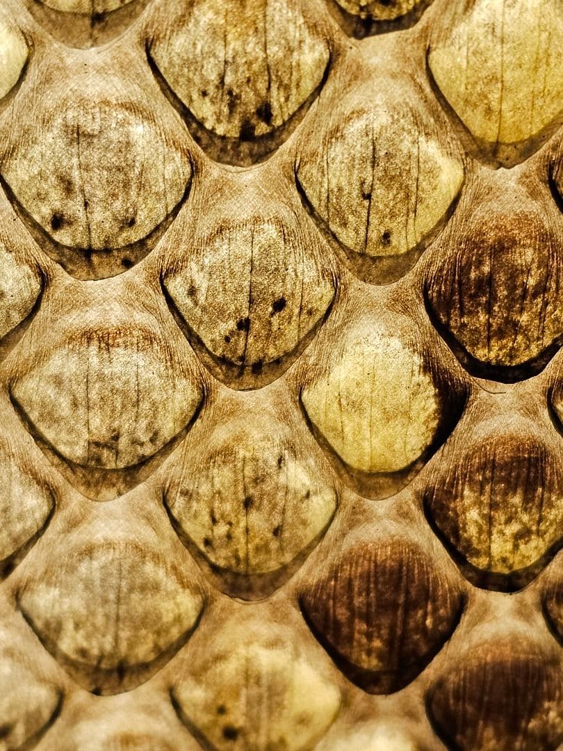 沖縄 三線　蛇皮 ソフトケース、ツメ付き 強化