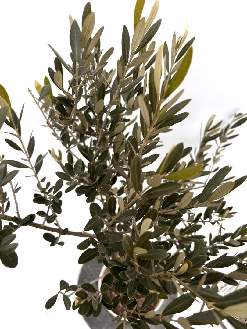 オリーブの木　セントキャサリン　7号　約110cm　K-343　希少　現品掲載