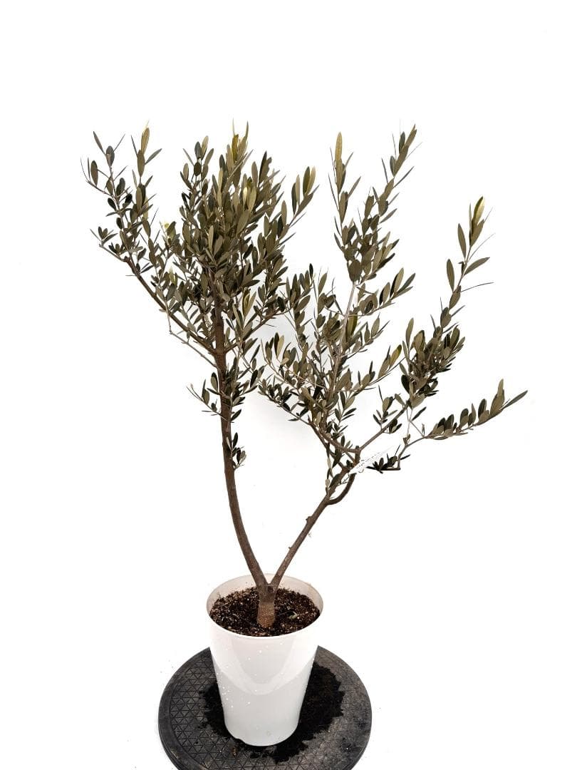 オリーブの木　セントキャサリン　7号　約110cm　K-343　希少　現品掲載
