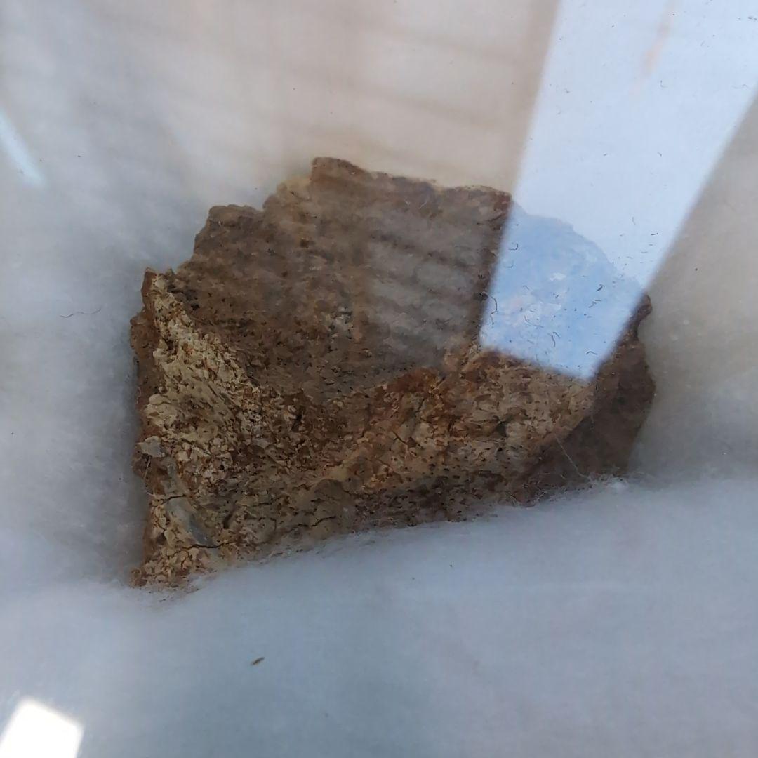 本物 トリケラトプス フリル化石 ラベルケース付き - メルカリ