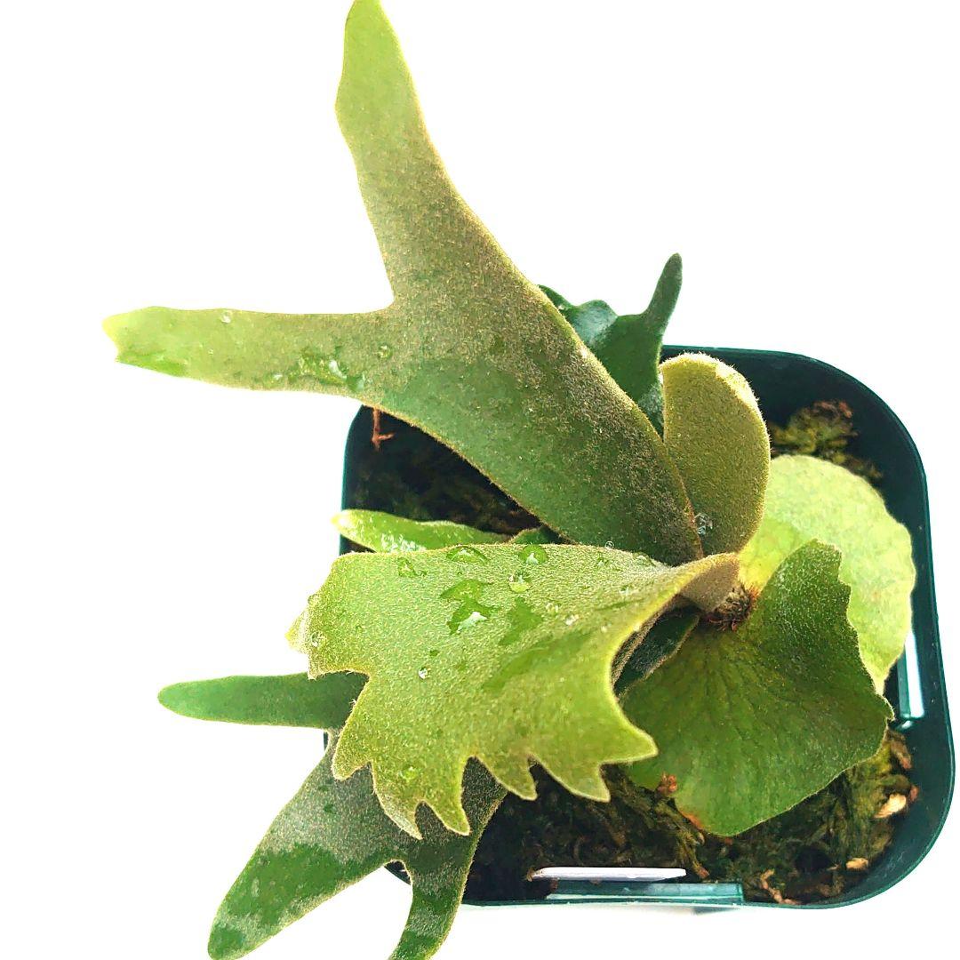 ②willnckii dowarfu 'nano´ spore ビカクシダ willnckii dowarfu nano