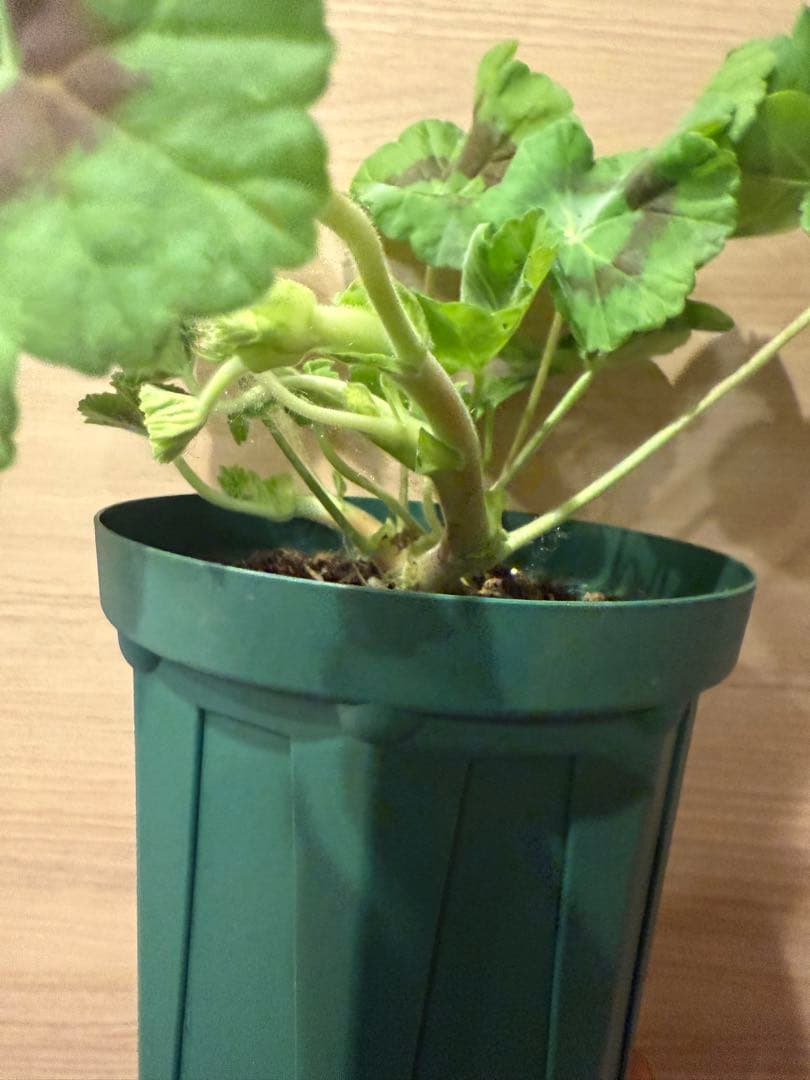 海外人気品種メガミゼラニウム苗 - メルカリ