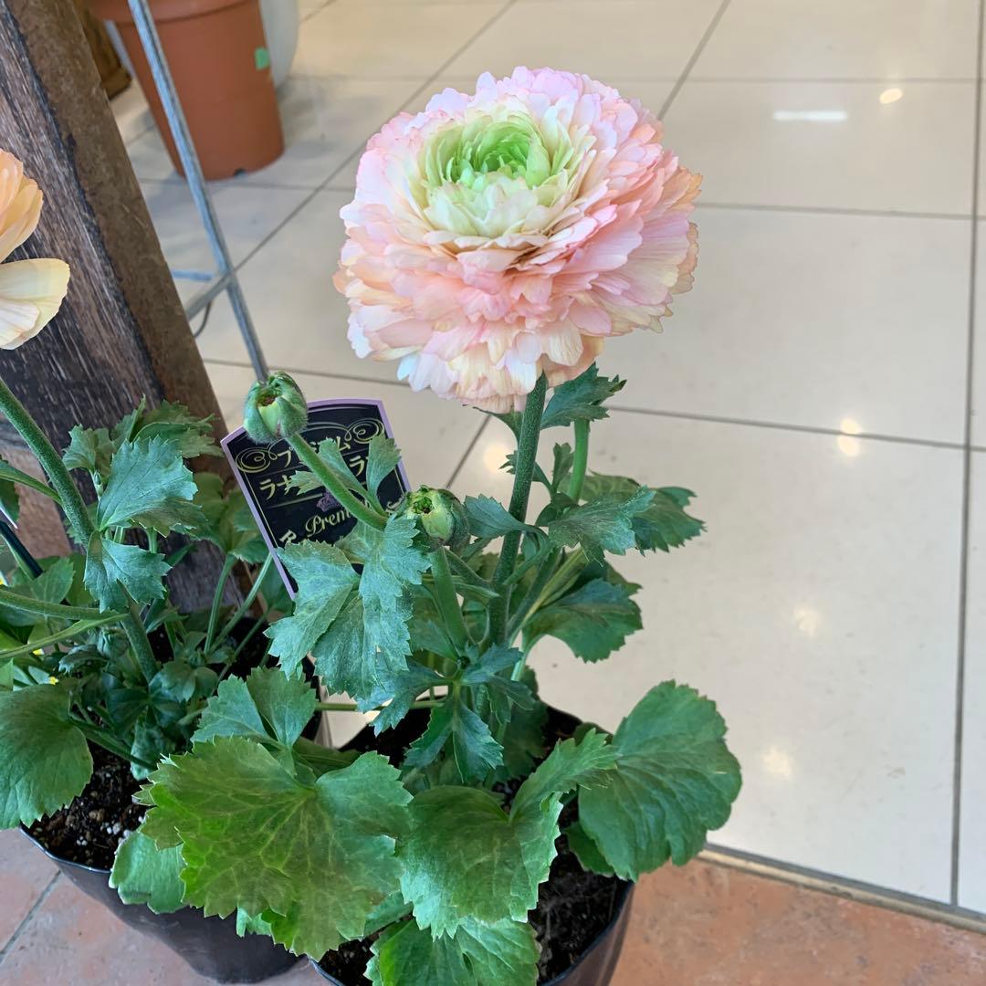 ラナンキュラス プレミアム サクセス トアレグ 2個セット　プラスチック受皿2枚