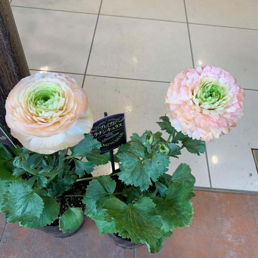 ラナンキュラス プレミアム サクセス トアレグ 2個セット　プラスチック受皿2枚