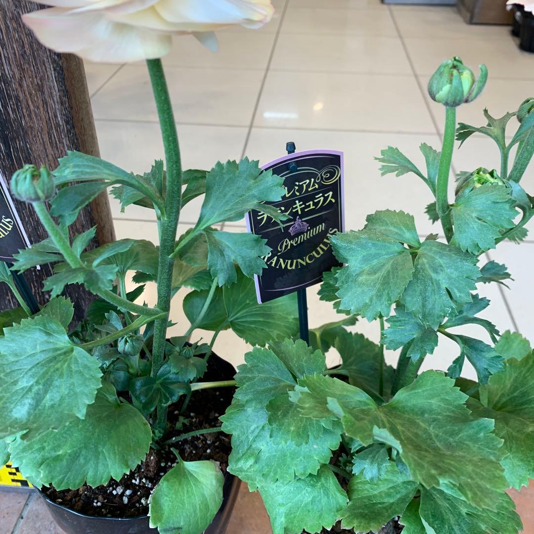 ラナンキュラス プレミアム サクセス トアレグ 2個セット　プラスチック受皿2枚