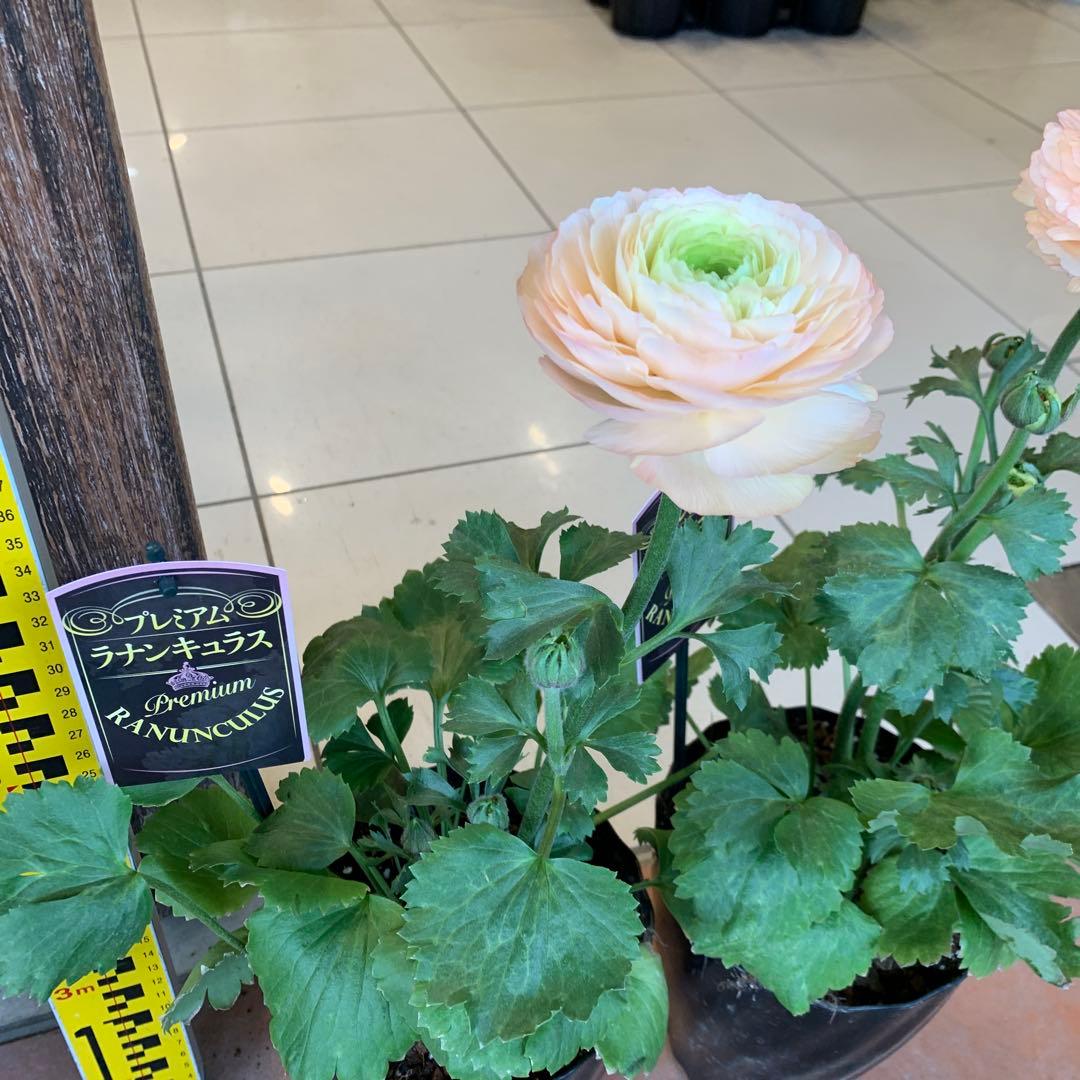 ラナンキュラス プレミアム サクセス トアレグ 2個セット　プラスチック受皿2枚