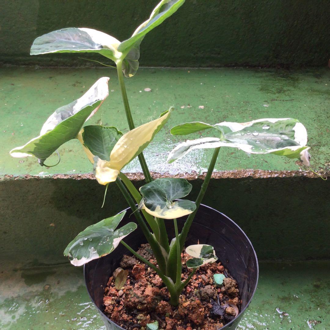 レア　斑入り　アロカシア　キサントソーマ