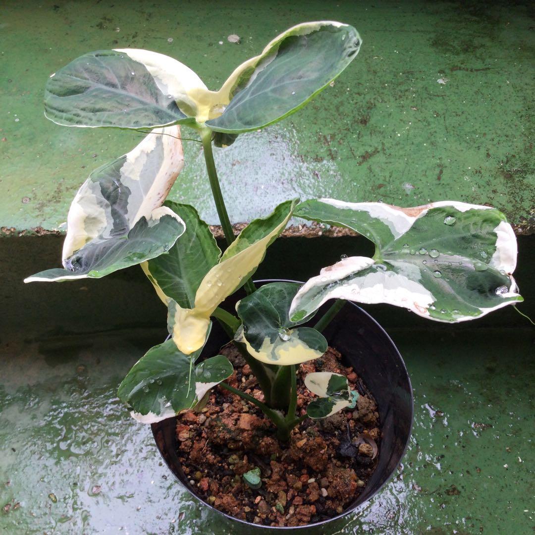 レア　斑入り　アロカシア　キサントソーマ