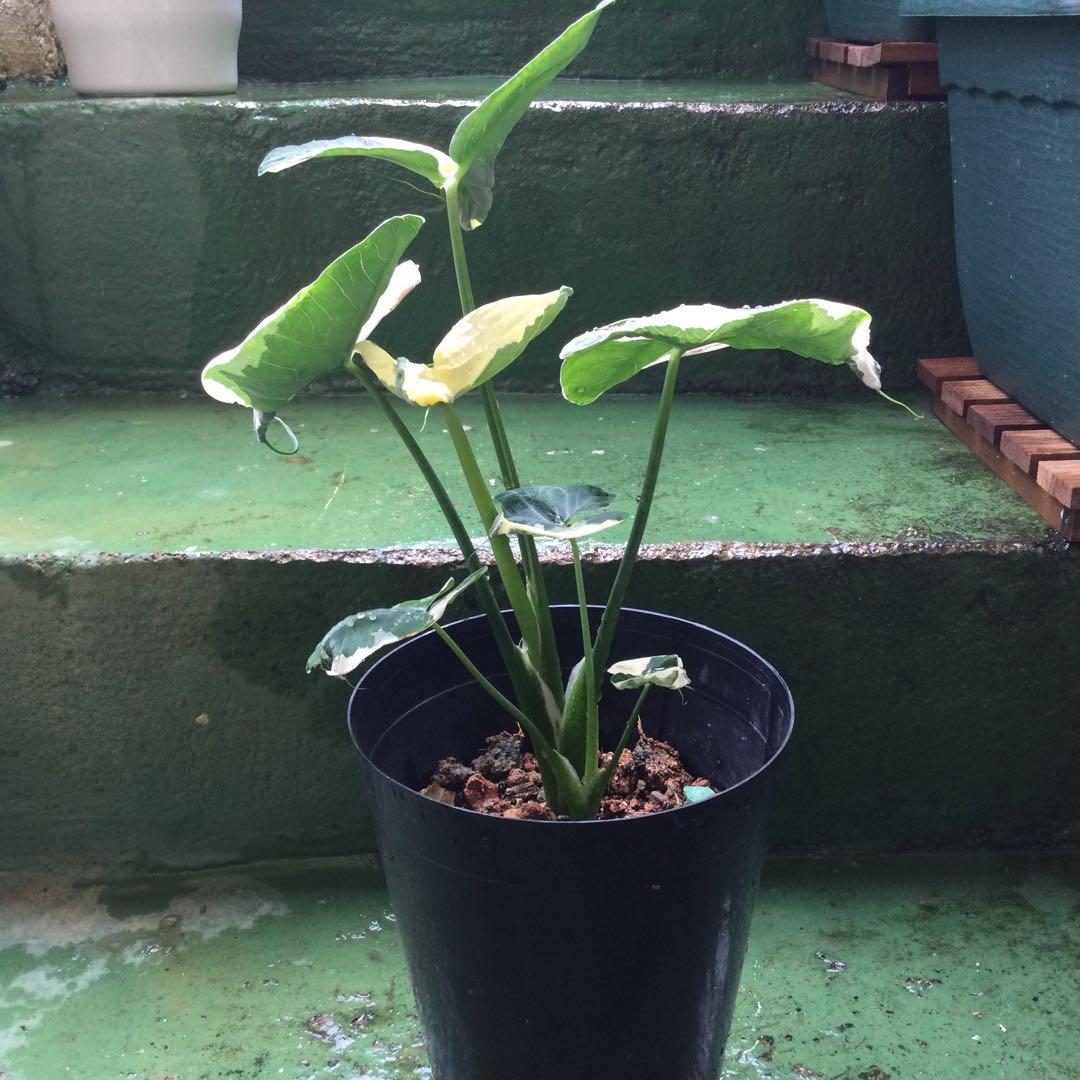 レア　斑入り　アロカシア　キサントソーマ