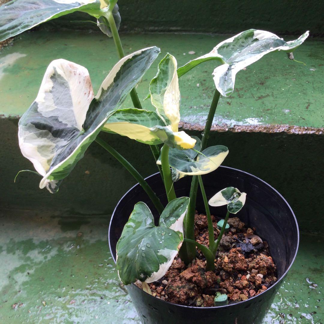 レア　斑入り　アロカシア　キサントソーマ