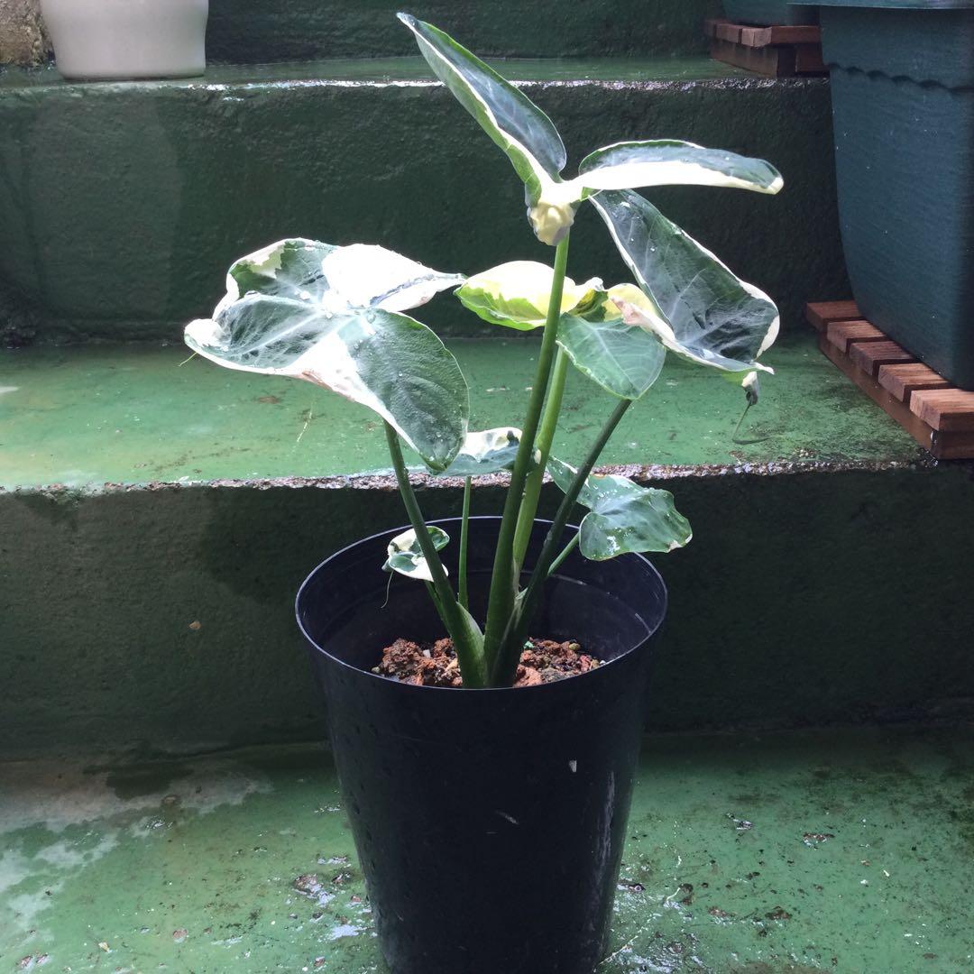 レア　斑入り　アロカシア　キサントソーマ