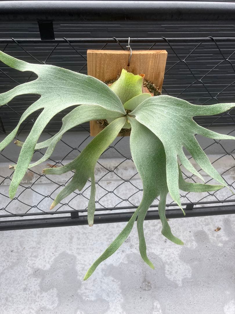 ビカクシダ　ゴースト　ghost