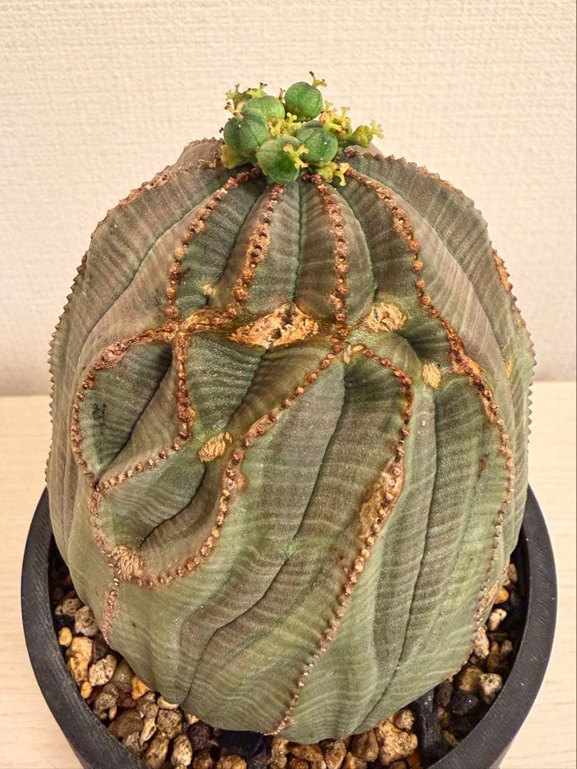 ユーフォルビア オベサ キングサイズ モンスト 稜乱れ 特大 鉢植え